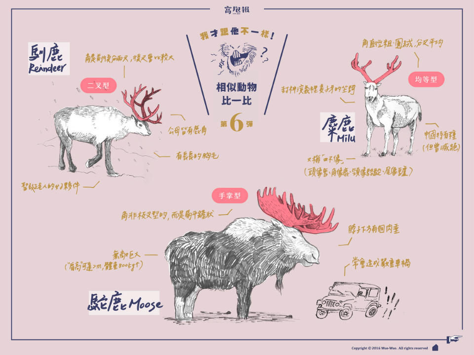 Different between reindeer and moose