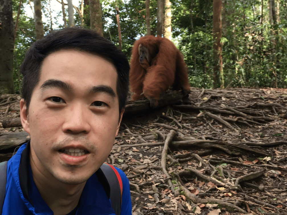Male Orangutans