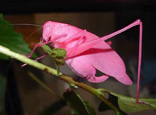 pink grasshopper