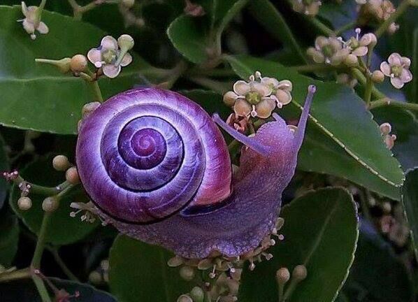 purple snail
